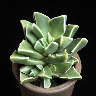 Faucaria bosscheana var. haagei