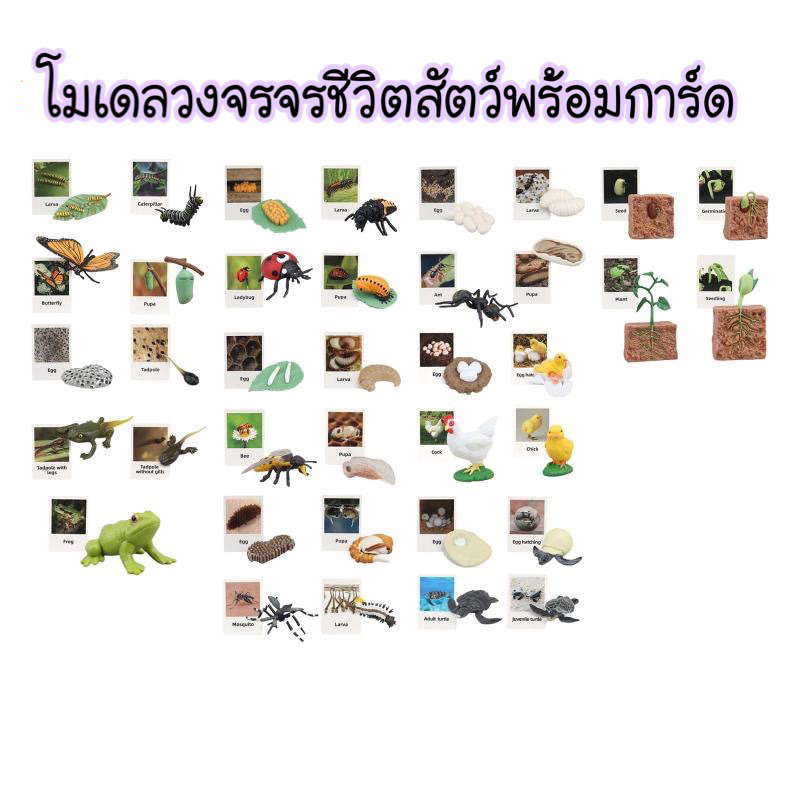 Growth life cycle Sensory play โมเดลวงจรชีวิตสัตว์พร้อมการ์ด 37ชนิด(พร้อมส่ง ) montessori
