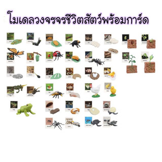 Growth life cycle Sensory play โมเดลวงจรชีวิตสัตว์พร้อมการ์ด