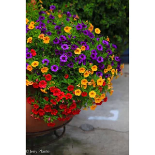 ดอกพิทูเนียคละสี1,000 เมล็ด คละสีสวยปลูกง่าย