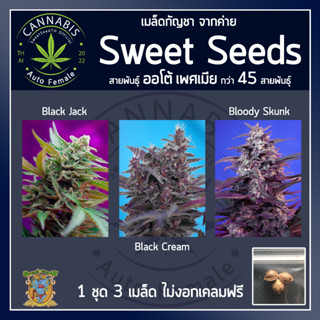 [ AUTO คัดเพศเมีย] ชุดละ 3 เมล็ด Black jack, Black cream, Bloody skunk เมล็ดพันธุ์กัญชา บรีดไทย เคลมฟรี กรณีไม่งอก