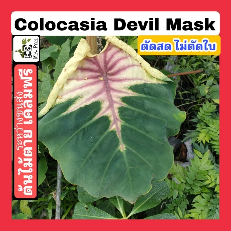 Colocasia Devil Mask ตัดสด ไม่ตัดใบ โคโลคาเซีย เดวิล เเมสค์ หน้ากากปีศาท