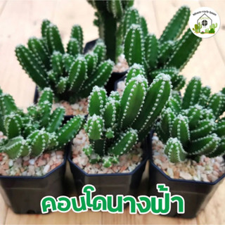 คอนโดนางฟ้า ปราสาทนางฟ้า cactus แคคตัส กระบองเพชร แคคตัสราคาถูก ส่งแบบถอดกระถาง