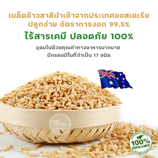 เมล็ดหญ้าแมวปลอดสาร เมล็ดข้าวสาลีคุณภาพดีคัดเกรด ปลูกง่าย โตไว หญ้าแมวเพื่อสุขภาพแมว