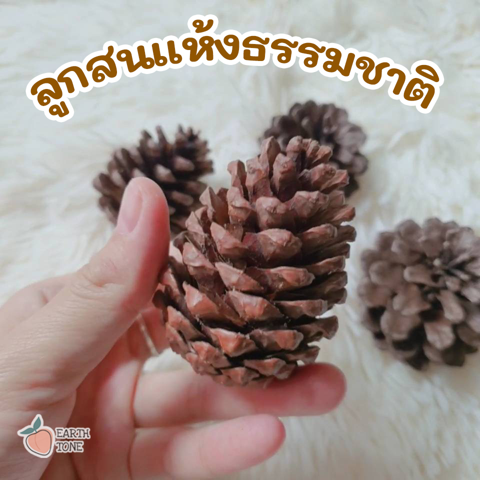 (พร้อมส่ง) ลูกสนแห้ง ลูกสนธรรมชาติ มี 3 ขนาด ปลอดภัยจากสารเคมี100% พร็อพถ่ายรูป ประดับตกแต่งบ้าน