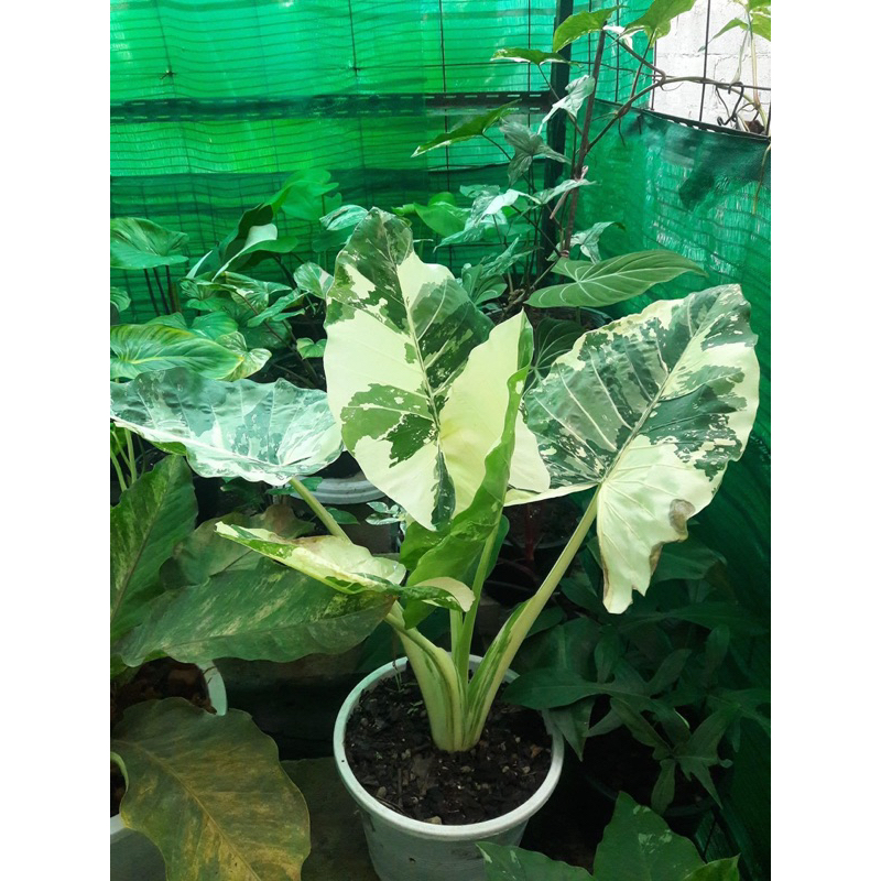 บอนกระดาดด่างขาว ต้นยักใหญ่ กระถาง4 นิ้ว ไม้ด่าง ไม้ประดับยอดฮิต ลายวากิล+ลายพราง ไม่ไทยแท้ รากแน่นๆ เหมาะตั้งแม่