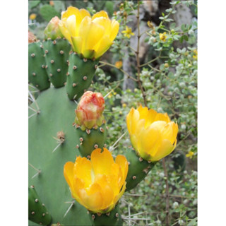 ตัดสดโอพันเทียทูน่า หนามทอง opuntia tuna