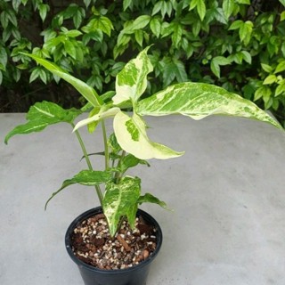 Syngonium Angustatum Variegated เงินไหลมาตัวใบแฉก "แองกัสตาตั้ม" ด่าง ไม้ด่าง ไม้มงคล จัดส่งพร้อมกระถาง