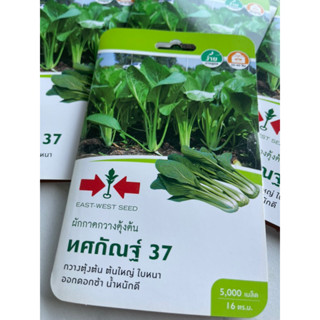 ผักกาดกวางตุ้งต้น ทศกัณฐ์ 37 ตราศรแดง