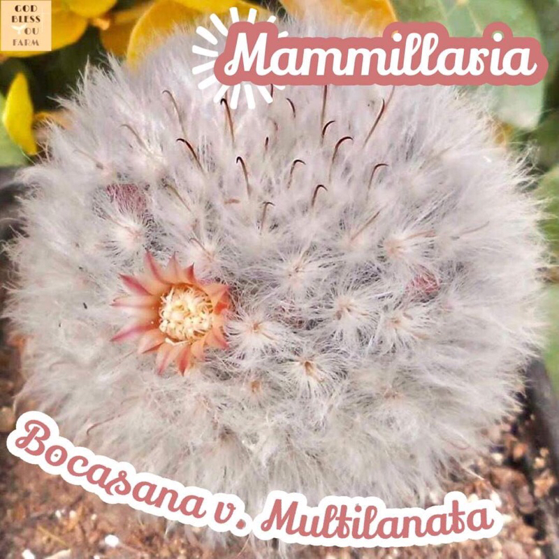 [แมมขนแกะ ไซส์ใหญ่] Mammillaria Bocasana v.multilanata แคคตัส ต้นไม้ หนาม ทนแล้ง กุหลาบหิน อวบน้ำ พืชอวบน้ำ
