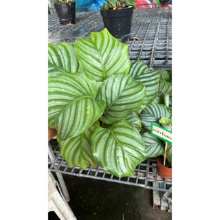 คล้าใบตอง #Calathea orbifolia กระถาง5-6นิ้ว