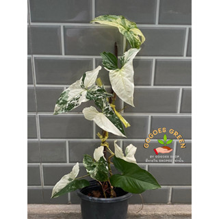 เงินไหลมาด่างขาว ฟอร์มสวยมาก Syngonium Podophyllum Albo Variegated ไม้ด่าง ฟอกอากาศ เลี้ยงง่าย ส่งต้นในภาพ