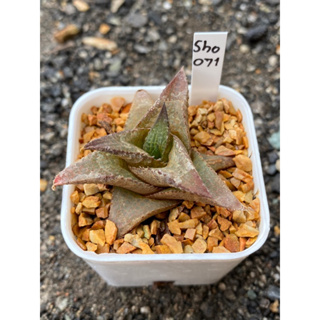 Haworthia Hybird Thailand (ส่งทั้งกระถาง) กระถาง 2 นิ้ว รหัส Sho071-080