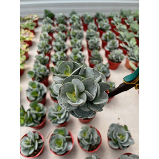 Adromischus _ Cooper _ FAN