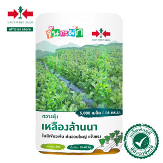 ศรแดง เมล็ดพันธุ์ กวางตุ้งเหลืองล้านนา จันกะผัก (East West Seed) เมล็ดพันธุ์ผัก ตราศรแดง