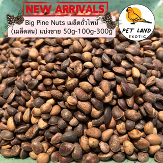 🌲Pine Nut ไพน์นัท(ถั่วเมล็ดสน) สำหรับนกแก้ว กระรอก หนูแฮมเตอร์ แบ่งขาย 50g 100g 300g