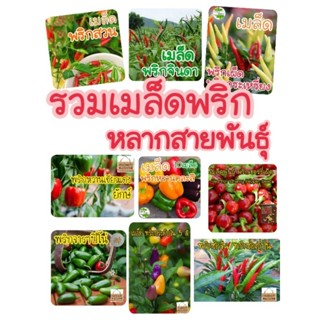 เมล็ดพริก หลากสายพันธุ์ ที่นิยม