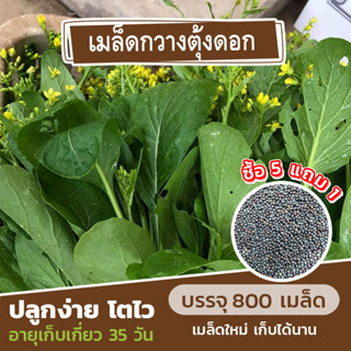 ซื้อ 5 แถม 1 เมล็ดพันธุ์ผักกวางตุ้งดอก 800 เมล็ด (คละชนิดได้)