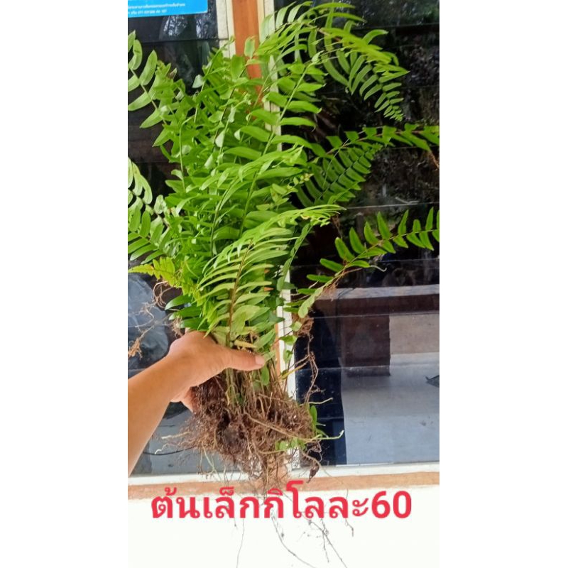 เฟิร์นสะไบนางขายเป็นกิโลเด้อ(แถมเพิ่ม4ขีด)
