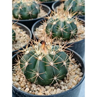 เมโลแคคตัส Melocactus curvispinus