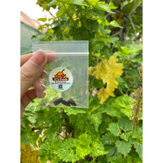 เมล็ดทานตะวันแมมมอธ ยักษ์ Mammoth / Striped Super Tall Sunflower ซองละ 29บาท  3 เมล็ด ดอกสีเหลือง  ต้นสูงประมาณ 300 เซน