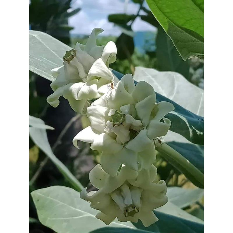กิ่งดอกรักซ้อน สีขาว แช่น้ำยาเร่งรากให้