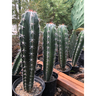 🌵ตอริทเทอโรมีรากไม้เมล็ด ขนาด7-8นิ้ว(Ritterocereus) คัดลำสวยๆ เป็นได้ทั้งไม้ลำตกแต่งและไม้สำหรับกราฟ