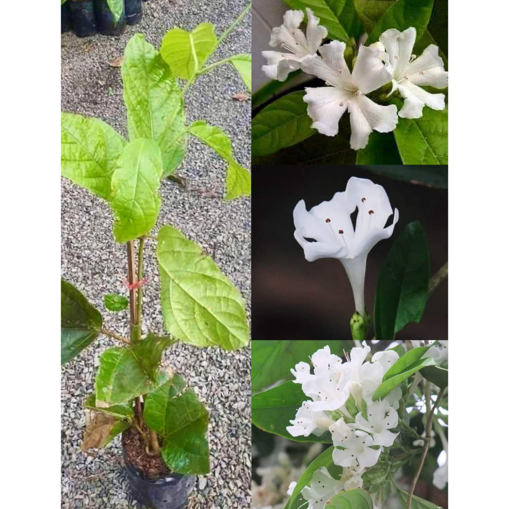 #อรัญญิการ์ ไม้เลื้อยกลิ่นหอมแรงหอมไกล จัดเป็นพันธุ์ไม้โบราณ เสน่ห์หา