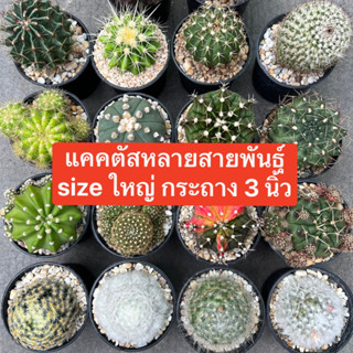 แคคตัสหลากหลายสายพันธุ์ size แม่พันธุ์ กระถาง 3 นิ้ว