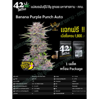 เมล็ดกัญชา Banana Purple Punch Auto - FastBuds (Gift Pack) เฉพาะแจกเท่านั้น NOT FOR SALE