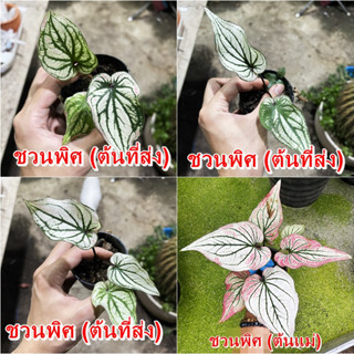 ชวนพิศบอนสี สีหวานมาก ไม้ผ่าหัว บอนสีตัวเทพ บอนสีราคาส่ง caladium บอนสีไทย