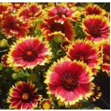 เมล็ด เดือนฉาย เกลาเดีย เกลลาเดียร์ Blanket Flower Gailardia 200เมล็ด ซองละ 29 บาท