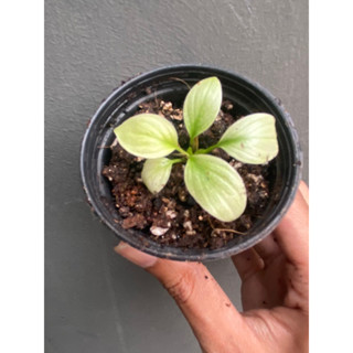 บุษราคัมมิ้น ฟูลมิ้น บุษมิ้น กระถาง 2-3” Homalomena Rubbescens mint