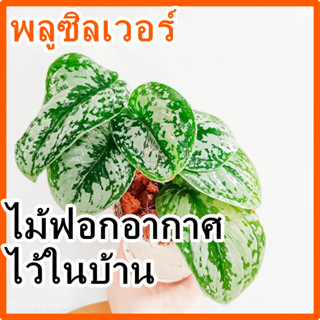 พลูซิลเวอร์ ปลูกได้ทั้งในและนอกบ้าน ไม้ใบเลี้ยงในร่มขนาด 4 นิ้ว Scindapsus pictus Exotica