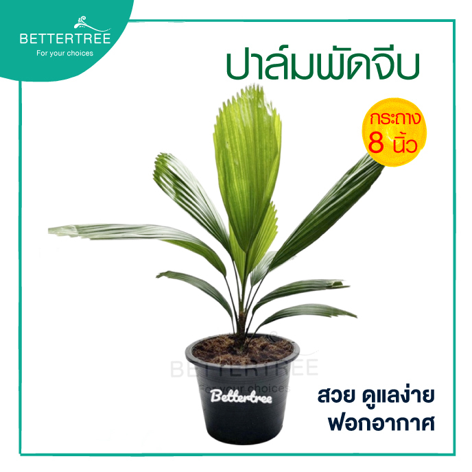 ปาล์มพัดจีบ ขนาดกระถาง 8 นิ้ว สูงประมาณ 40cm (วัดจากกระถางขึ้นไป) ไม้ในร่ม ไม้ในบ้านและออฟฟิศ ไม้ฟอกอากาศ