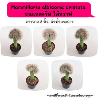 Mammillaria albicoma cristata ขนแกะคริส ไม้กราฟ  Cactus กระบองเพชร พืชอวบน้ำ พืชทะเลทราย ตะบองเพชร