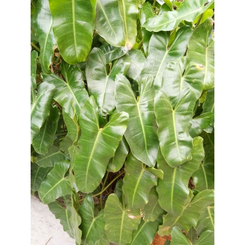ต้นฟิโลเดนดรอน มรกตหยก เงินไหลมา ต้นไม้มงคล จัดส่งเป็นกิ่งมีราก Philodendron Burle Marx