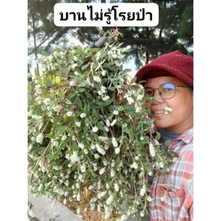 บานไม่รู้​โรย​ป่า​ ขายต้นสด1กก​100​บาท​ (ถอนทั้งต้นเขย่าดินแล้วแพ็กเลย)​สำหรับ​ทำยา