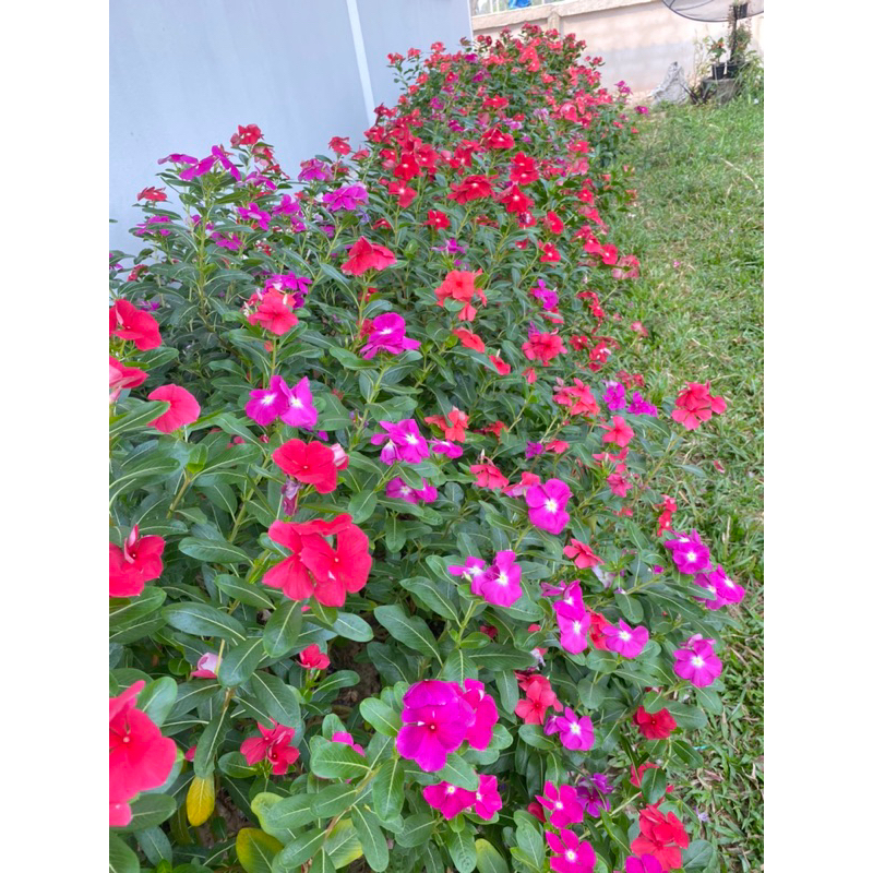 เมล็ดแพงพวยคละสี14สี++1,000เมล็ด