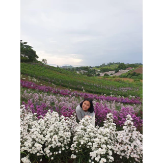 ♥️มากาเรตญี่ปุ่น 🌺กระถาง 2 นิ้ว