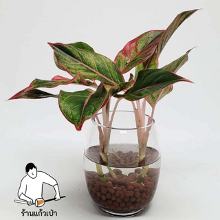 แจกันแก้วใส ทรงทิวลิป แฮนด์เมด เหมาะการจัดดอกไม้ ตกแต่งบ้าน …