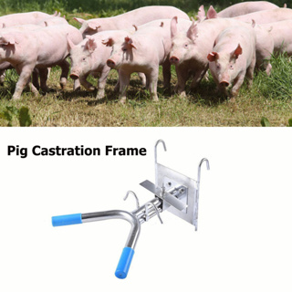 เครื่องมือแร็คตอนสุกร Double Hook Suspension สแตนเลสใช้งานง่ายสะดวก Pig Castration Frame