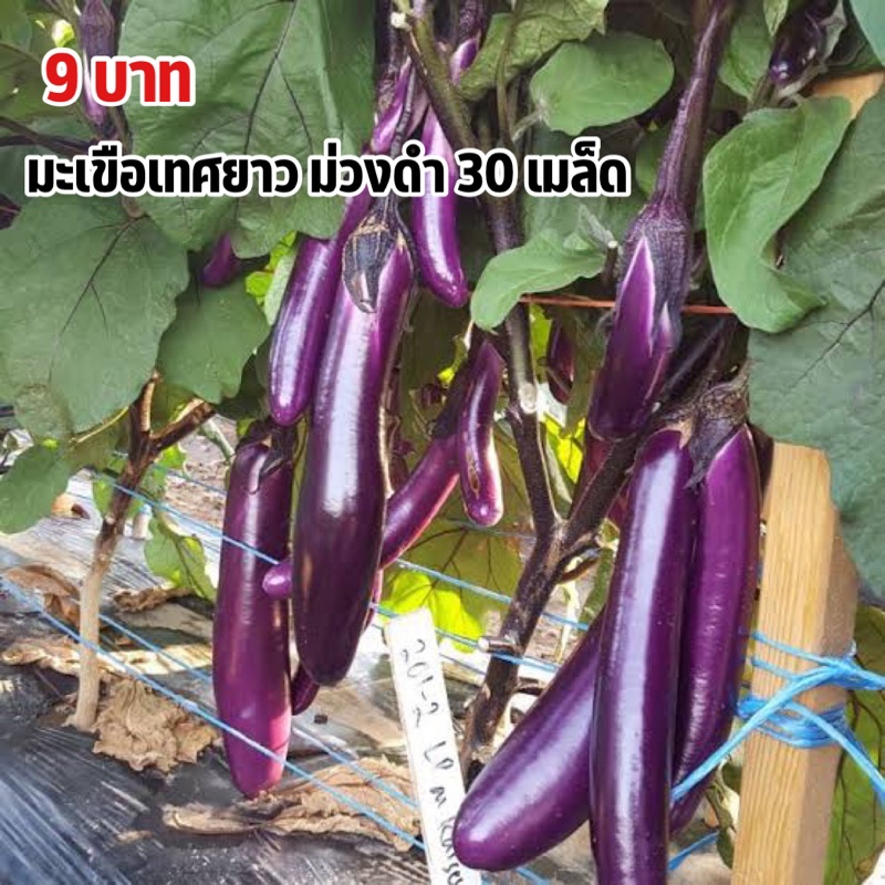 ถูกสุดคุ้ม มะเขือม่วงดำ 30 เมล็ด