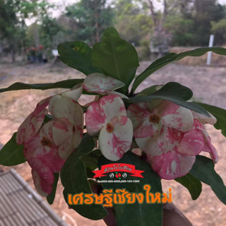 ขายโป๊ยเซียนสายพันธุ์  “เศรษฐีเชียงใหม่” ดอกลายขาวกระสีชมพู ดอกใหญ่เป็นเอกลักษณ์ กระถาง 4 นิ้ว ส่งทั้งกระถาง