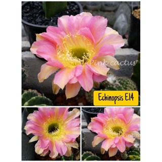 🌵🌵แคคตัส Cactus กระบองเพชร พันธุ์อิชินอปซิส (Echinopsis) รหัสสี E14