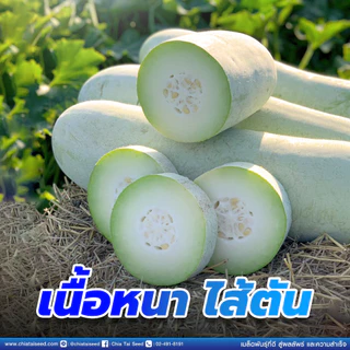 แฟงจอมทัพ 50กรัม เมล็ดพันธุ์ เจียไต๋ Wax Gourd แฟงแก่ เมล็ดพันธุ์แฟง