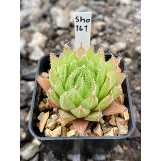 Haworthia Hybird Thailand กระถาง 2 นิ้ว (ส่งทั้งกระถาง) รหัส sho161-170