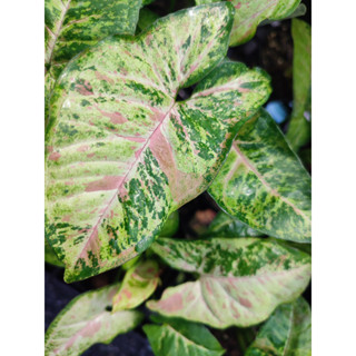 🍀🦋 Syngonium Confetti Tricolor