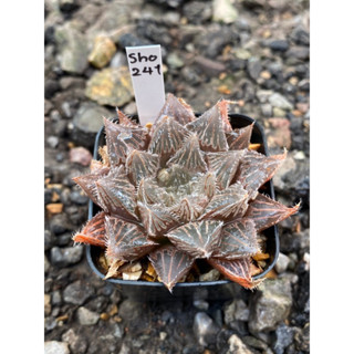 Haworthia Hybird Thailand กระถาง 2 นิ้ว (ส่งทั้งกระถาง) รหัสsho241-250