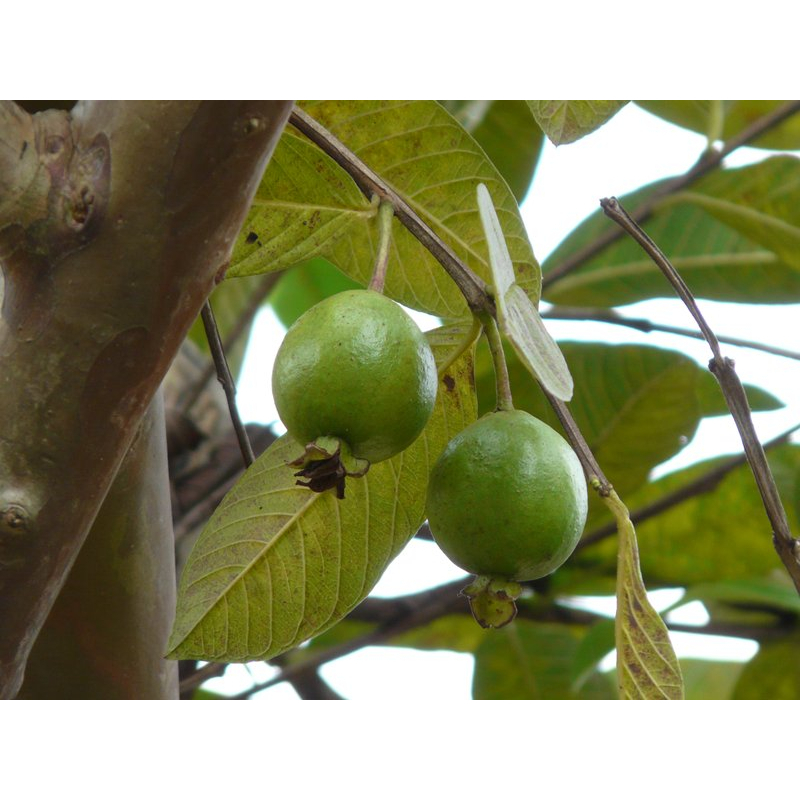 ต้นพันธุ์  ฝรั่งขี้นก ใส้ขาว พันธุ์ฝรั่งขี้นกไส้ขาว  ฝรั่งโบราณ  พร้อมปลูกในถุงดำ 29บาท